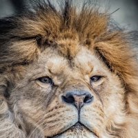 РИЧАРД :: Аркадий Лаптенко