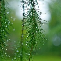 После дождя. :: Михаил К