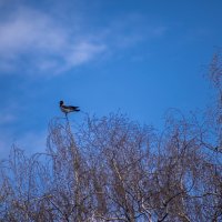 вАрон :: Константин Сафронов