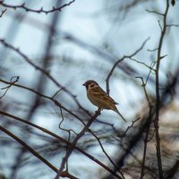 ворабей :: Константин Сафронов