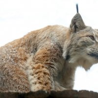 рысь :: Михаил Бибичков