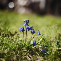 Тесная компания. :: Валерий VRN Тесная компания. :: Валерий VRN