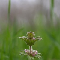 Яснотка :: Tina Kott