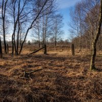 *** :: Николай Гирш