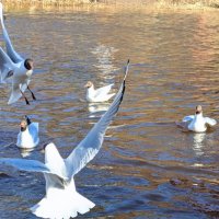 О! Какая встреча! :: liudmila drake О! Какая встреча! :: liudmila drake