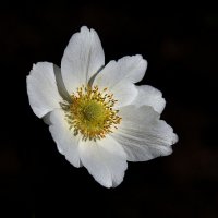 Ветреница :: Aleksandr .