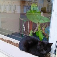 Смотритель) :: Галина Бобкина