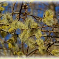 Весенняя зарисовка апреля ... :: Валентина Надсон