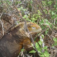 А глаз, как у орла! :: unix (Илья Утропов)