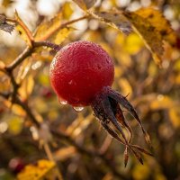 Ягода шиповника :: Лилия 