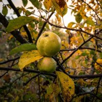 Яблоки в осеннем саду :: Лилия 