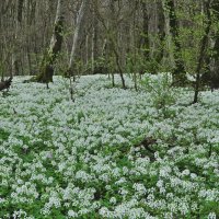 Весна :: Vladimir Lisunov