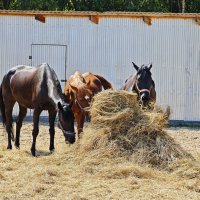 Лошадки :: Александр 