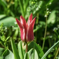 Тюльпан :: Игорь Сикорский