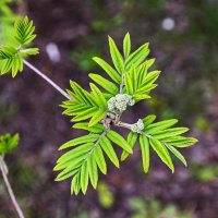 Молоденькие :: Валерий Иванович