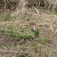 Весна :: Андрей Хлопонин
