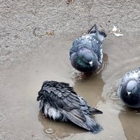 Купание голубей :: Мариша Тим