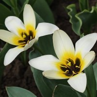 Цветение тюльпанов :: Мариша Тим