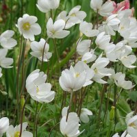 Легкость в цветах :: Anna-Sabina Anna-Sabina