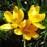 Солнечные крокусы :: Людмила Смородинская