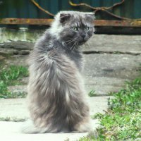 Лохматый котик :: Людмила Смородинская