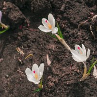 Сударь, уже ВЕСНА и АПРЕЛЬ :: Владимир Максимов