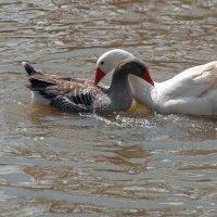 В придорожном кафе... :: Светлана Фокша