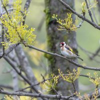 щегол :: юрий макаров щегол :: юрий макаров