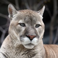 Пума :: Михаил Бибичков Пума :: Михаил Бибичков