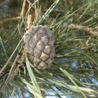 Шишка :: Anna Ivanova