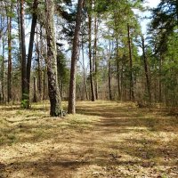 В весеннем лесу. :: Милешкин Владимир Алексеевич 