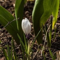 Первый, одинокий. :: Петр Беляков