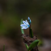 В пончо :: Игорь Шевченко