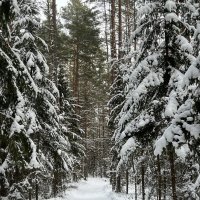 Зимние прогулки. :: Татьяна Зимние прогулки. :: Татьяна