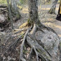 Множеством корней защищён вход в Грот Желаний :: Ирэн