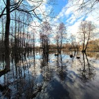 Половодье в Подмосковье :: Елена 