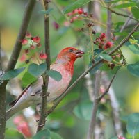 ягодный год... :: Andrey Bragin 