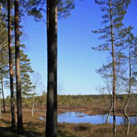 Хороший день в лесу .. :: Татьян@ Ивановна Хороший день в лесу .. :: Татьян@ Ивановна