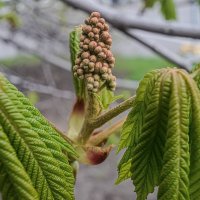 Приуныли. :: Николай