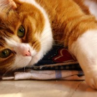 Шизя :: kolyeretka 