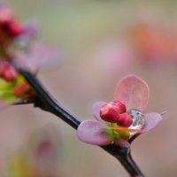 Капелька...весенний дождь прошел... :: Надежда Куркина Капелька...весенний дождь прошел... :: Надежда Куркина