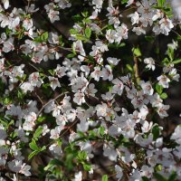 Весеннее цветение :: Татьяна Машошина