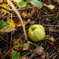 Яблоко на земле :: Лилия 