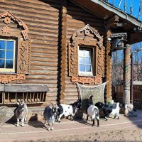 В Ленинградском зоопарке. :: Ольга 