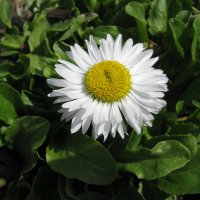 Нежная маргаритка :: Людмила Смородинская