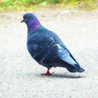 Красавчик гуляет :: Людмила Смородинская