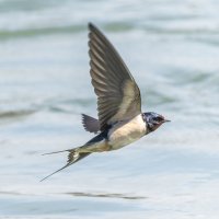 ласточка деревенская :: юрий макаров