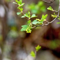 Чёрная смородина :: Юрий Гайворонскiий