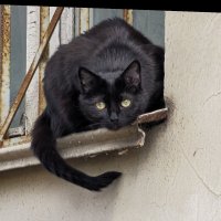 Черный кот :: Andrew 