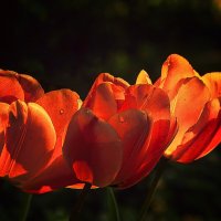 ***** :: Андроник Александр 